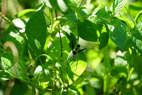 Potter Wasp (Eumenes fraternus)  Animal,Apocrita,Arthropod,Eumenes,Eumenes fraternus,Eumeninae,Fall,Geotagged,Hymenoptera,Insect,Nature,Potter wasp,United States,Vespidae,Wasp
