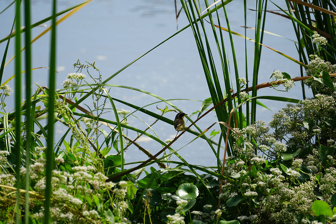 Common Yellowthroat (Geothlypis trichas)  Animal,Bird,Common yellowthroat,Florida,Geotagged,Geothlypis,Geothlypis trichas,Lake Apopka,Lake Apopka Loop Trail,Nature,New World Warbler,Orlando,Parulidae,Passeri,Passeriformes,Perching Bird,Songbird,United States,United States of America,Vertebrate