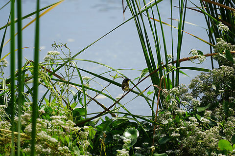 Common Yellowthroat (Geothlypis trichas)  Animal,Bird,Common yellowthroat,Florida,Geotagged,Geothlypis,Geothlypis trichas,Lake Apopka,Lake Apopka Loop Trail,Nature,New World Warbler,Orlando,Parulidae,Passeri,Passeriformes,Perching Bird,Songbird,United States,United States of America,Vertebrate