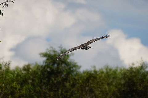 Red-shouldered Hawk (Buteo lineatus)  Accipitridae,Accipitriformes,Animal,Bird,Buteo lineatus,Geotagged,Nature,Red-shouldered Hawk,United States,Vertebrate,buteo