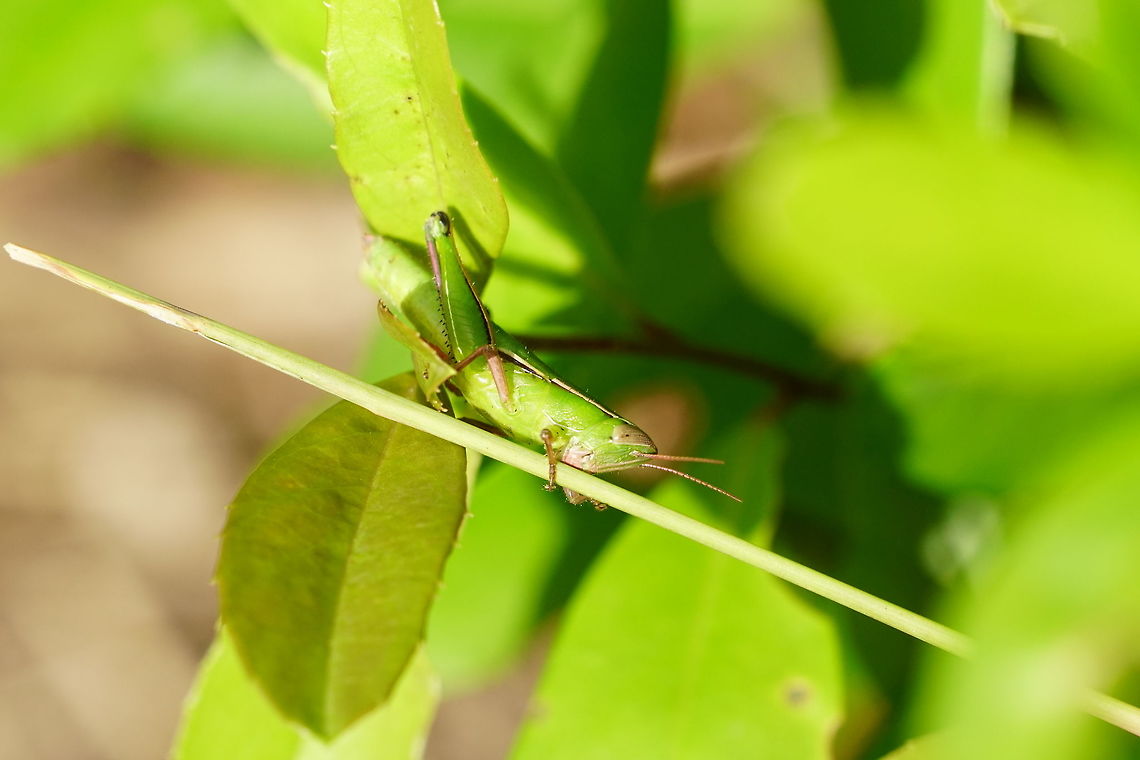 Linear-winged Grasshopper (Aptenopedes sphenarioides)  Acrididae,Animal,Aptenopedes,Aptenopedes sphenarioides,Arthropod,Caelifera,Florida,Geotagged,Grasshopper,Insect,Linear-winged Grasshopper,Nature,Orlando,Orthoptera,Tibet-Butler Nature Preserve,United States,United States of America