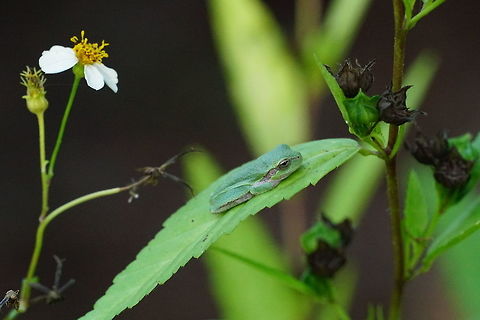 Pine woods tree frog (Hyla femoralis)  Amphibian,Animal,Anura,Florida,Frog,Geotagged,Hyla,Hyla femoralis,Hylidae,Nature,Orlando,Pine woods tree frog,Tibet-Butler Nature Preserve,United States,United States of America,Vertebrate