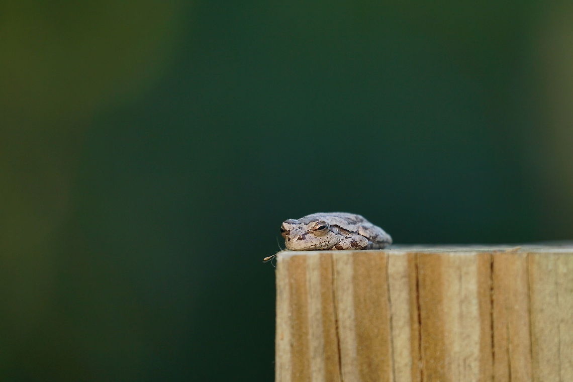 Pine woods tree frog (Hyla femoralis)  Amphibian,Animal,Anura,Florida,Frog,Geotagged,Hyla,Hyla femoralis,Hylidae,Nature,Orlando,Pine woods tree frog,Tibet-Butler Nature Preserve,United States,United States of America,Vertebrate