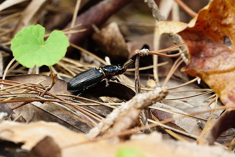 Horned passalus (Odontotaenius disjunctus)  Animal,Arthropod,Beetle,Coleoptera,Florida,Geotagged,Horned passalus,Insect,Nature,Odontotaenius,Odontotaenius disjunctus,Orlando,Passalidae,Patent-leather beetle,Tibet-Butler Nature Preserve,United States,United States of America