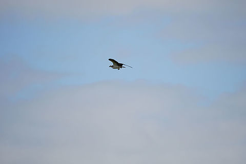 Osprey (Pandion haliaetus)  Accipitriformes,Animal,Bird,Fall,Florida,Geotagged,Lake Apopka,Lake Apopka Loop Trail,Nature,Orlando,Osprey,Pandion,Pandion haliaetus,Pandionidae,United States,United States of America,Vertebrate
