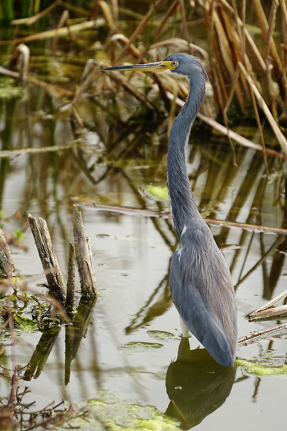 Tricolored Heron (Egretta tricolor)  Animal,Ardeidae,Bird,Egretta,Egretta tricolor,Fall,Florida,Geotagged,Heron,Lake Apopka,Lake Apopka Loop Trail,Nature,Orlando,Pelecaniformes,Tricolored Heron,United States,United States of America,Vertebrate