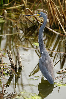 Tricolored Heron (Egretta tricolor)  Animal,Ardeidae,Bird,Egretta,Egretta tricolor,Fall,Florida,Geotagged,Heron,Lake Apopka,Lake Apopka Loop Trail,Nature,Orlando,Pelecaniformes,Tricolored Heron,United States,United States of America,Vertebrate