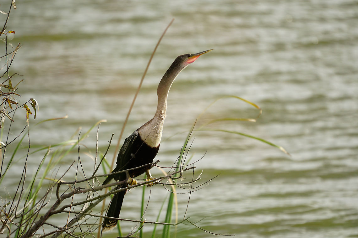 Anhinga  Anhinga,Anhinga anhinga,Anhingidae,Animal,Bird,Darter,Fall,Florida,Geotagged,Lake Apopka,Lake Apopka Loop Trail,Nature,Orlando,Snakebird,Suliformes,United States,United States of America,Vertebrate