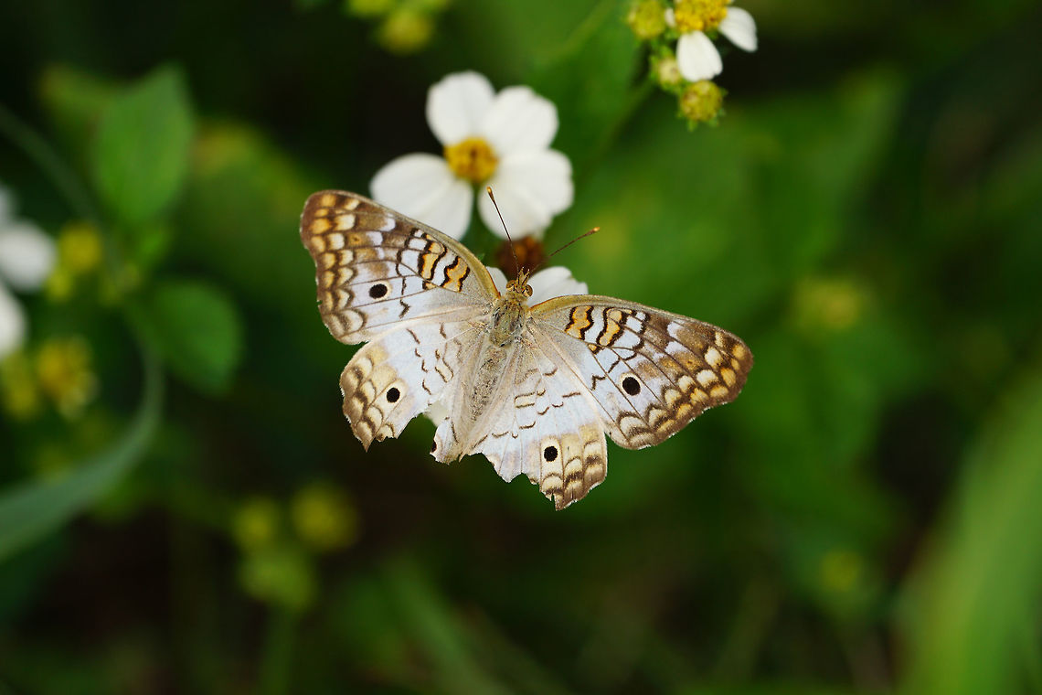 White Peacock (Anartia jatrophae)  Anartia,Anartia jatrophae,Animal,Arthropod,Butterfly,Fall,Florida,Geotagged,Insect,Lake Apopka,Lake Apopka Loop Trail,Lepidoptera,Nature,Nymphalidae,Orlando,United States,United States of America,White Peacock,White peacock