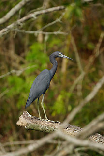 Little Blue Heron (Egretta caerulea)  Animal,Ardeidae,Bird,Egretta,Egretta caerulea,Fall,Florida,Geotagged,Heron,Lake Apopka,Lake Apopka Loop Trail,Little Blue Heron,Little blue heron,Nature,Orlando,Pelecaniformes,United States,United States of America,Vertebrate