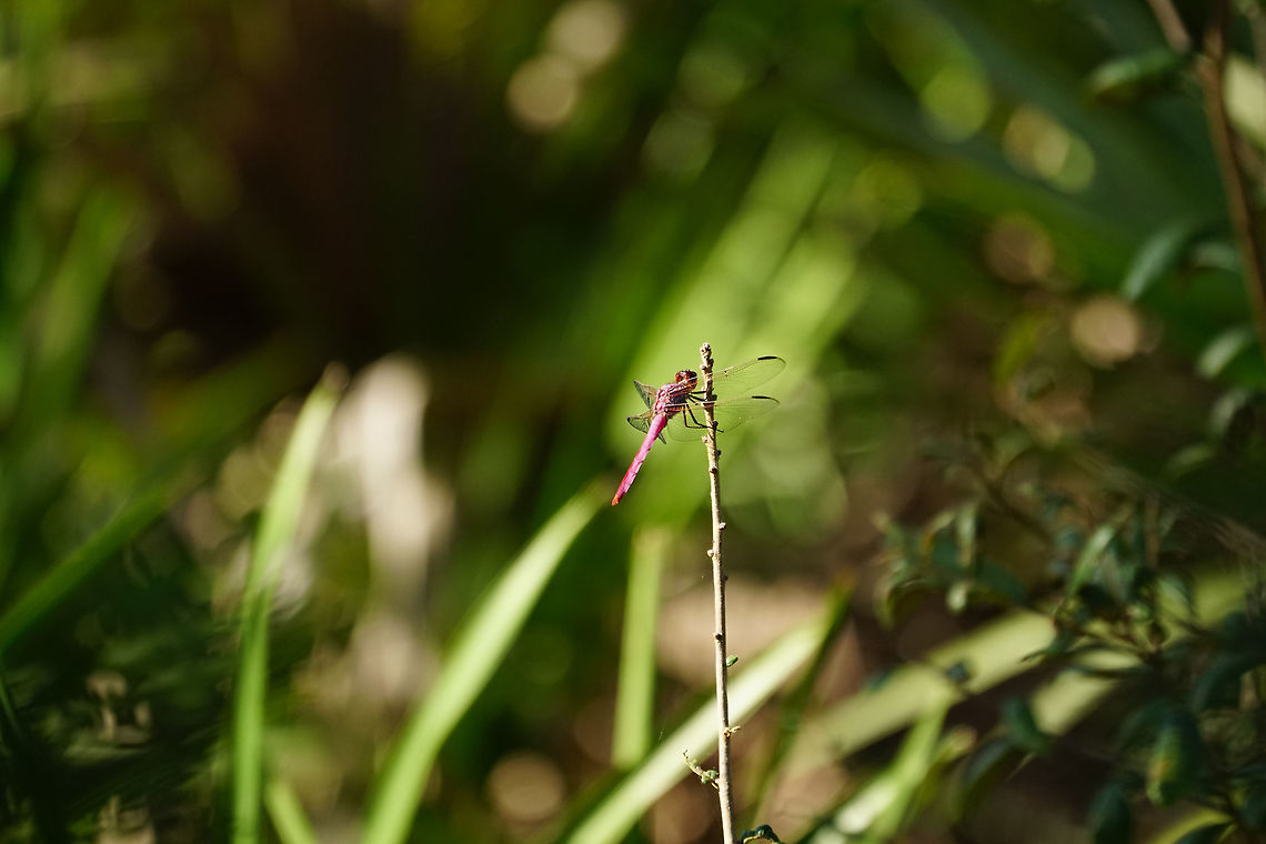 Roseate Skimmer (Orthemis ferruginea)  Animal,Anisoptera,Arthropod,Dragonfly,Fall,Florida,Geotagged,Insect,Libellulidae,Nature,Odonata,Orlando,Orthemis,Orthemis ferruginea,Roseate Skimmer,Roseate skimmer,Tibet-Butler Nature Preserve,United States,United States of America