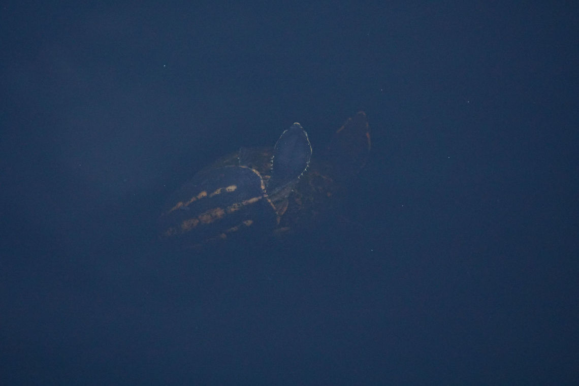Striped mud turtles (Kinosternon baurii)  Animal,Cryptodira,Fall,Geotagged,Kinosternidae,Kinosternon,Kinosternon baurii,Mud turtle,Nature,Reptile,Striped mud turtle,Testudines,Turtle,United States,Vertebrate,striped mud turtle