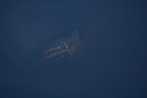 Striped mud turtles (Kinosternon baurii)  Animal,Cryptodira,Fall,Geotagged,Kinosternidae,Kinosternon,Kinosternon baurii,Mud turtle,Nature,Reptile,Striped mud turtle,Testudines,Turtle,United States,Vertebrate,striped mud turtle