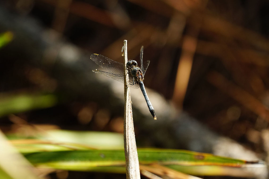 Little blue dragonlet (Erythrodiplax minuscula)  Animal,Anisoptera,Arthropod,Dragonfly,Dragonlet,Erythrodiplax,Erythrodiplax minuscula,Fall,Florida,Geotagged,Insect,Libellulidae,Little Blue Dragonlet,Nature,Odonata,Orlando,Tibet-Butler Nature Preserve,United States,United States of America