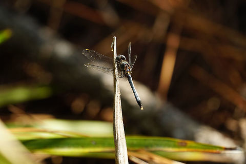 Little blue dragonlet (Erythrodiplax minuscula)  Animal,Anisoptera,Arthropod,Dragonfly,Dragonlet,Erythrodiplax,Erythrodiplax minuscula,Fall,Florida,Geotagged,Insect,Libellulidae,Little Blue Dragonlet,Nature,Odonata,Orlando,Tibet-Butler Nature Preserve,United States,United States of America