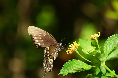 Spicebush Swallowtail (Papilio troilus), feeding on Lantana camara  Angiospermae,Animal,Arthropod,Butterfly,Florida,Flowering Plant,Insect,Lake Apopka,Lamiales,Lantana,Lantana camara,Lepidoptera,Nature,Oakland Nature Preserve,Orlando,Papilio,Papilio troilus,Papilionidae,Plant,Spicebush Swallowtail