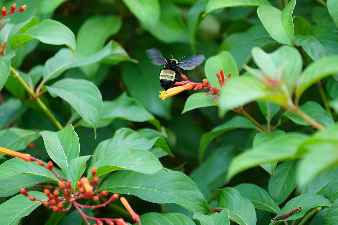 American Bumble Bee (Bombus pensylvanicus), flying over Firebush (Hamelia patens)  American Bumble Bee,Angiospermae,Animal,Anthophila,Apidae,Apocrita,Arthropod,Bee,Bombus,Bombus pensylvanicus,Bumblebee,Firebush,Florida,Flowering Plant,Gentianales,Hamelia,Hamelia patens,Hymenoptera,Insect,Lake Apopka