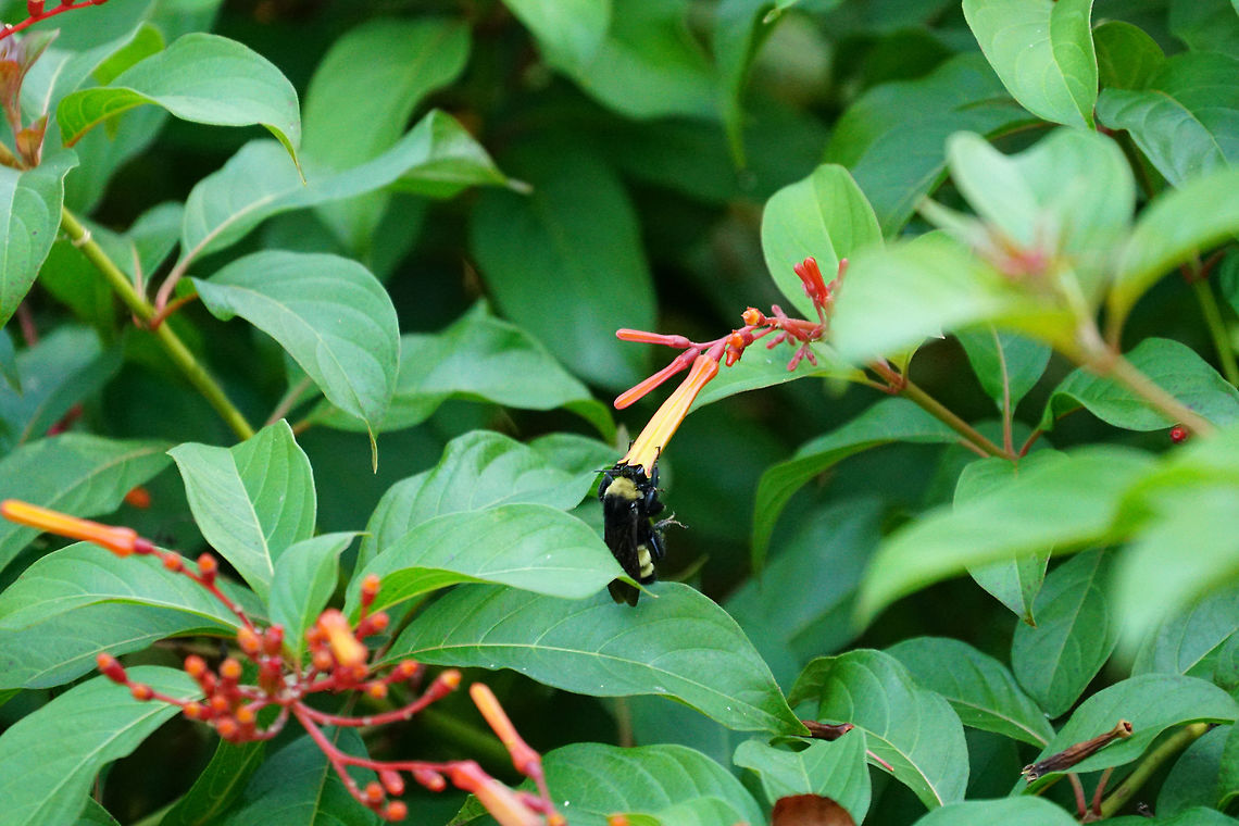American Bumble Bee (Bombus pensylvanicus), feeding on Firebush (Hamelia patens)  American Bumble Bee,Angiospermae,Animal,Anthophila,Apidae,Apocrita,Arthropod,Bee,Bombus,Bombus pensylvanicus,Bumblebee,Firebush,Florida,Flowering Plant,Gentianales,Hamelia,Hamelia patens,Hymenoptera,Insect,Lake Apopka