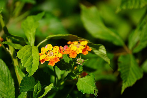 Lantana camara  Angiospermae,Fall,Florida,Flowering Plant,Geotagged,Lake Apopka,Lamiales,Lantana,Lantana camara,Nature,Oakland Nature Preserve,Orlando,Plant,Spanish Flag,United States,United States of America,Verbenaceae