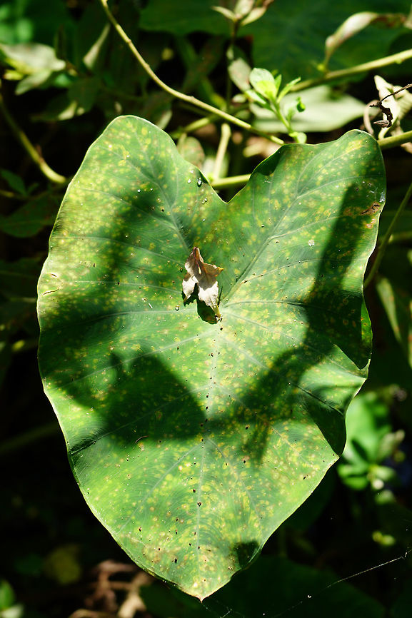 Wild Taro (Colocasia esculenta)  Alismatales,Angiospermae,Araceae,Aroideae,Colocasia,Colocasia esculenta,Fall,Florida,Flowering Plant,Geotagged,Lake Apopka,Nature,Oakland Nature Preserve,Orlando,Plant,United States,United States of America,Wild Taro