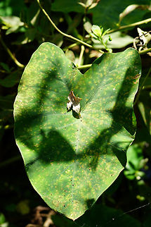 Wild Taro (Colocasia esculenta)  Alismatales,Angiospermae,Araceae,Aroideae,Colocasia,Colocasia esculenta,Fall,Florida,Flowering Plant,Geotagged,Lake Apopka,Nature,Oakland Nature Preserve,Orlando,Plant,United States,United States of America,Wild Taro