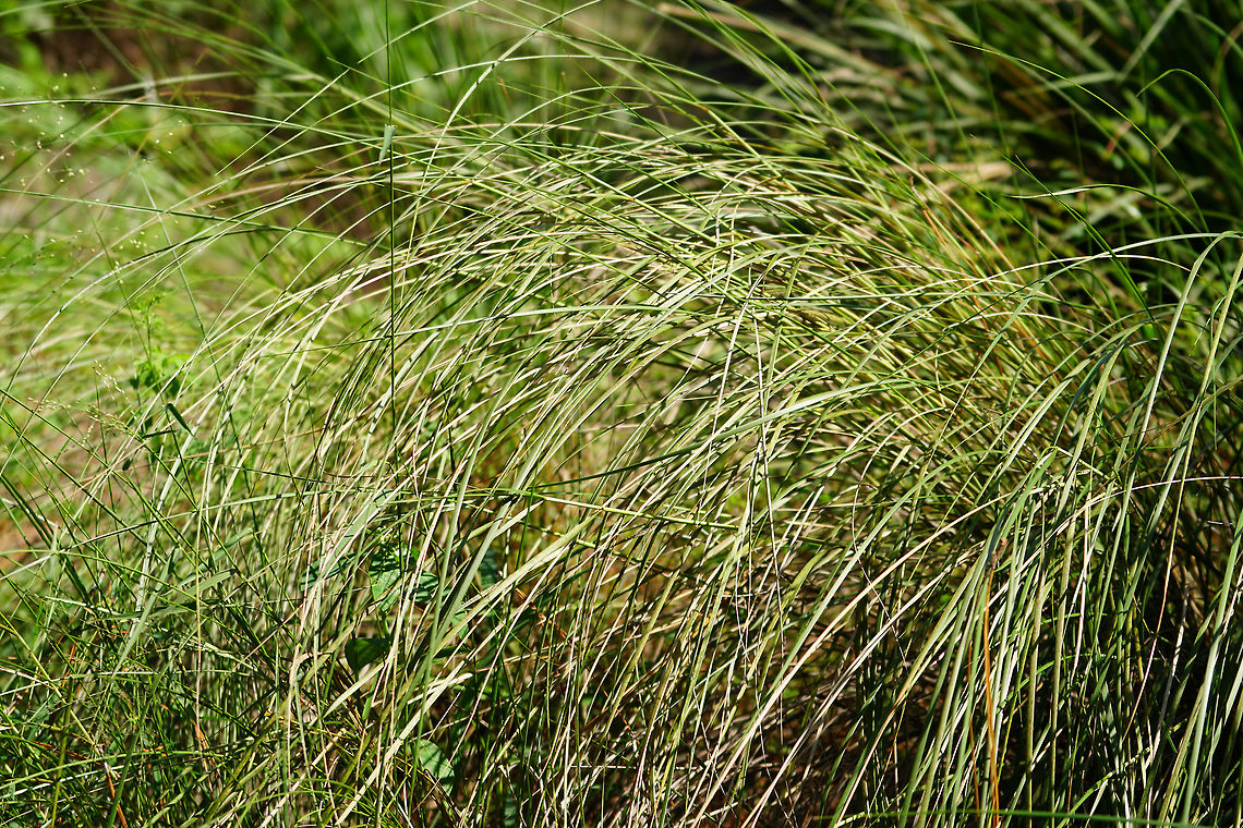 Sand Cordgrass (Spartina bakeri)  Angiospermae,Commelinids,Cordgrass,Fall,Florida,Flowering Plant,Geotagged,Lake Apopka,Monocotyledon,Nature,Oakland Nature Preserve,Orlando,Plant,Poaceae,Poales,Sand Cordgrass,Spartina,Spartina bakeri,United States,United States of America