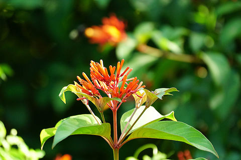 Firebush (Hamelia patens)  Angiospermae,Fall,Firebush,Florida,Flowering Plant,Gentianales,Geotagged,Hamelia,Hamelia patens,Lake Apopka,Nature,Oakland Nature Preserve,Orlando,Plant,Rubiaceae,United States,United States of America