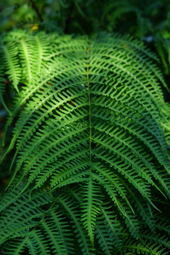 Pteris tripartita  Fall,Fern,Florida,Geotagged,Lake Apopka,Leptosporangiate fern,Nature,Oakland Nature Preserve,Orlando,Plant,Polypodiales,Pteridaceae,Pteridophyta,Pteridopsida,Pteris,Pteris tripartita,United States,United States of America