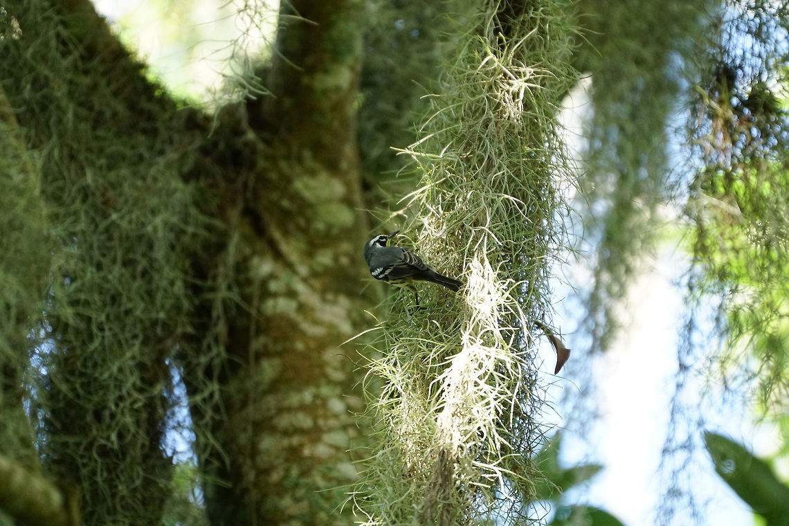 Yellow-throated Warbler (Setophaga dominica) on Spanish Moss  Animal,Bird,Florida,Geotagged,Lake Apopka,Nature,New World Warbler,Oakland Nature Preserve,Orlando,Parulidae,Passeri,Passeriformes,Perching Bird,Setophaga,Setophaga dominica,Songbird,United States,United States of America,Vertebrate,Yellow-throated Warbler