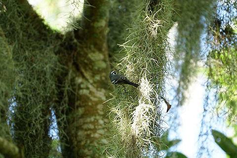 Yellow-throated Warbler (Setophaga dominica) on Spanish Moss  Animal,Bird,Florida,Geotagged,Lake Apopka,Nature,New World Warbler,Oakland Nature Preserve,Orlando,Parulidae,Passeri,Passeriformes,Perching Bird,Setophaga,Setophaga dominica,Songbird,United States,United States of America,Vertebrate,Yellow-throated Warbler