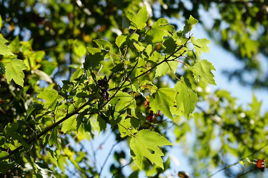 Red maple (Acer rubrum)  Acer,Acer rubrum,Angiospermae,Fall,Florida,Flowering Plant,Geotagged,Lake Apopka,Maple,Nature,Oakland Nature Preserve,Orlando,Plant,Red Maple,Red maple,Sapindaceae,Sapindales,United States,United States of America