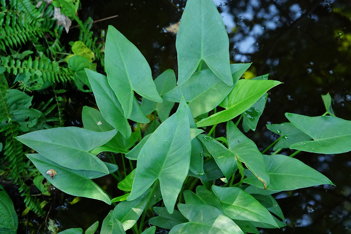 Green arrow arum (Peltandra virginica)  Alismatales,Angiospermae,Araceae,Aroideae,Fall,Florida,Flowering Plant,Geotagged,Green Arrow Arum,Lake Apopka,Nature,Oakland Nature Preserve,Orlando,Peltandra,Peltandra virginica,Plant,United States,United States of America,tuckahoegreen arrow arum