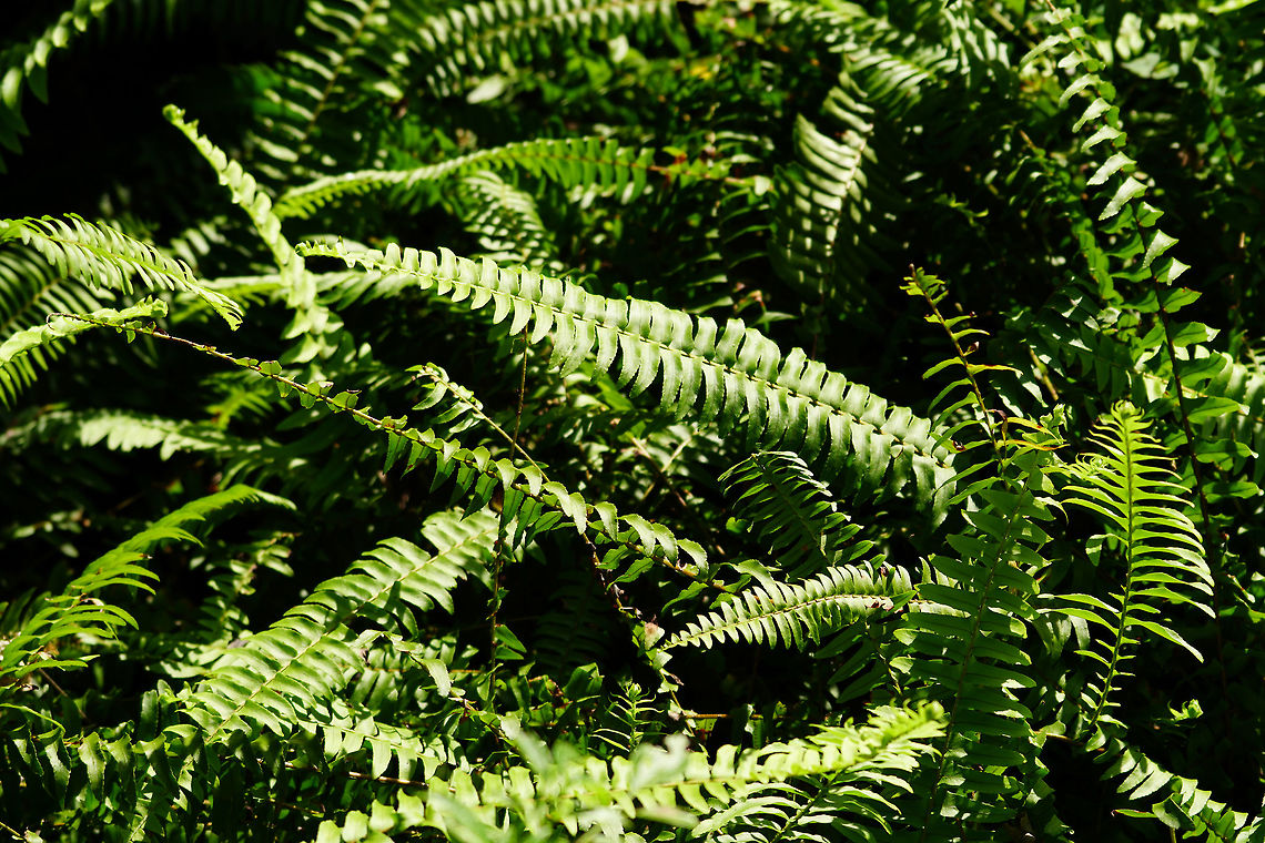 Sword Fern (Nephrolepis exaltata)  Fall,Fern,Florida,Geotagged,Lake Apopka,Leptosporangiate fern,Lomariopsidaceae,Nature,Nephrolepis,Nephrolepis exaltata,Oakland Nature Preserve,Orlando,Plant,Polypodiales,Pteridophyta,Pteridopsida,Sword Fern,United States,United States of America