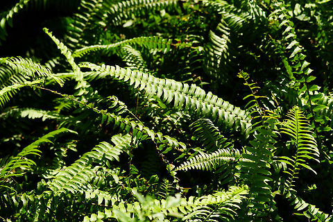 Sword Fern (Nephrolepis exaltata)  Fall,Fern,Florida,Geotagged,Lake Apopka,Leptosporangiate fern,Lomariopsidaceae,Nature,Nephrolepis,Nephrolepis exaltata,Oakland Nature Preserve,Orlando,Plant,Polypodiales,Pteridophyta,Pteridopsida,Sword Fern,United States,United States of America