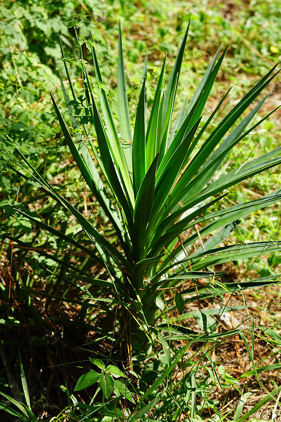 Spanish Bayonet (Yucca aloifolia)  Angiospermae,Asparagaceae,Asparagales,Fall,Florida,Flowering Plant,Geotagged,Lake Apopka,Nature,Oakland Nature Preserve,Orlando,Plant,Spanish Bayonet,Spanish-bayonet,United States,United States of America,Yucca,Yucca aloifolia
