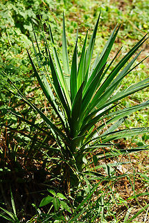 Spanish Bayonet (Yucca aloifolia)  Angiospermae,Asparagaceae,Asparagales,Fall,Florida,Flowering Plant,Geotagged,Lake Apopka,Nature,Oakland Nature Preserve,Orlando,Plant,Spanish Bayonet,Spanish-bayonet,United States,United States of America,Yucca,Yucca aloifolia