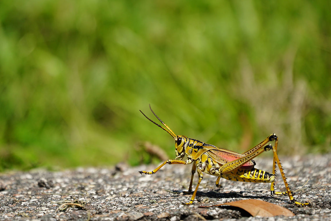 Eastern lubber grasshopper (Romalea guttata)  Animal,Arthropod,Caelifera,Eastern lubber grasshopper,Fall,Florida,Geotagged,Grasshopper,Insect,Lake Apopka,Lake Apopka Loop Trail,Nature,Orlando,Orthoptera,Romalea,Romalea guttata,Romaleidae,United States,United States of America