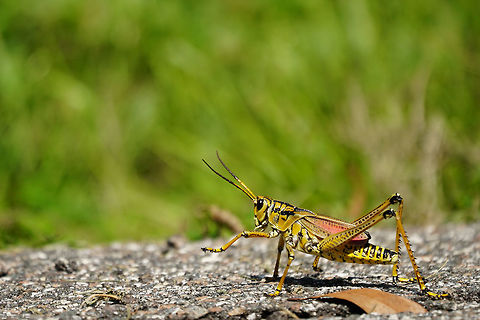 Eastern lubber grasshopper (Romalea guttata)  Animal,Arthropod,Caelifera,Eastern lubber grasshopper,Fall,Florida,Geotagged,Grasshopper,Insect,Lake Apopka,Lake Apopka Loop Trail,Nature,Orlando,Orthoptera,Romalea,Romalea guttata,Romaleidae,United States,United States of America
