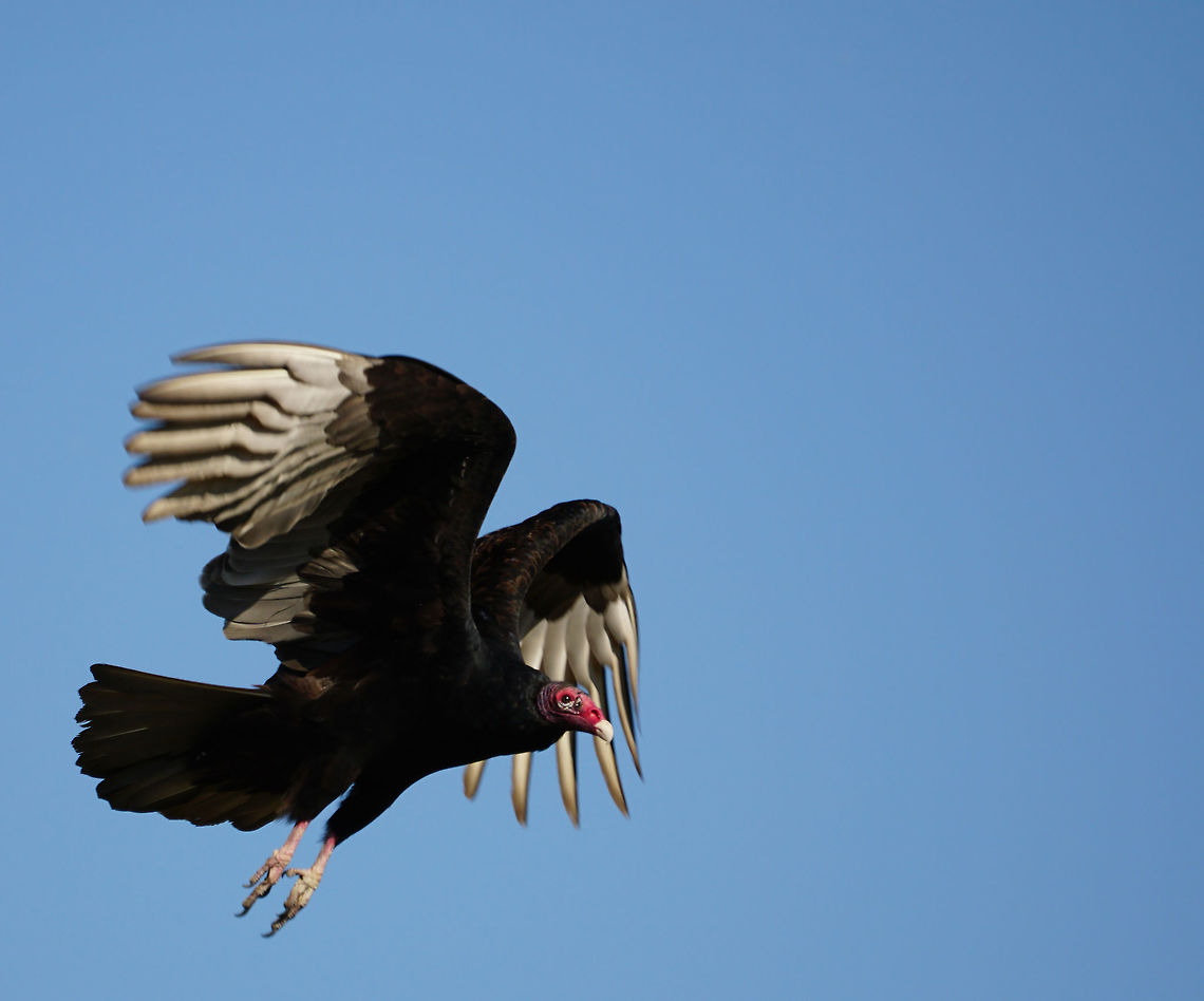 Turkey Vulture (Cathartes aura), taking off  Animal,Bird,Cathartes,Cathartes aura,Cathartidae,Cathartiformes,Fall,Florida,Geotagged,Lake Apopka,Lake Apopka Loop Trail,Nature,New World Vulture,Orlando,Turkey Vulture,United States,United States of America,Vertebrate