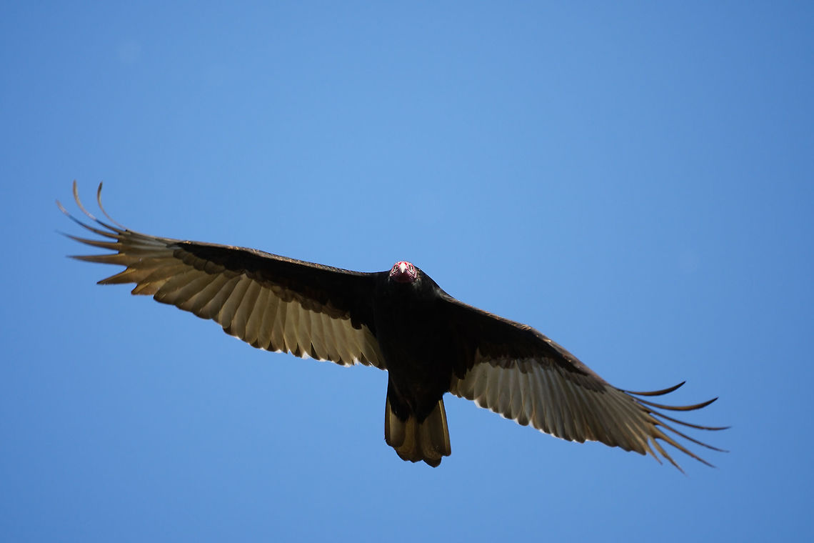Flying Turkey Vulture (Cathartes aura)  Animal,Bird,Cathartes,Cathartes aura,Cathartidae,Cathartiformes,Fall,Florida,Geotagged,Lake Apopka,Lake Apopka Loop Trail,Nature,New World Vulture,Orlando,Turkey Vulture,United States,United States of America,Vertebrate