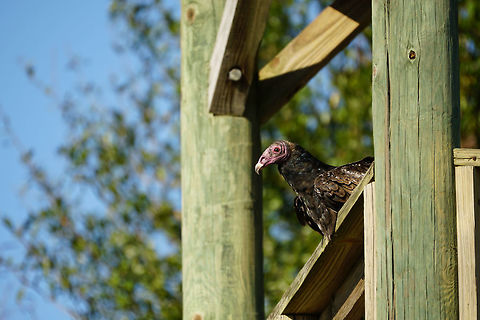 Resting Turkey Vulture (Cathartes aura)  Animal,Bird,Cathartes,Cathartes aura,Cathartidae,Cathartiformes,Fall,Florida,Geotagged,Lake Apopka,Lake Apopka Loop Trail,Nature,New World Vulture,Orlando,Turkey Vulture,United States,United States of America,Vertebrate