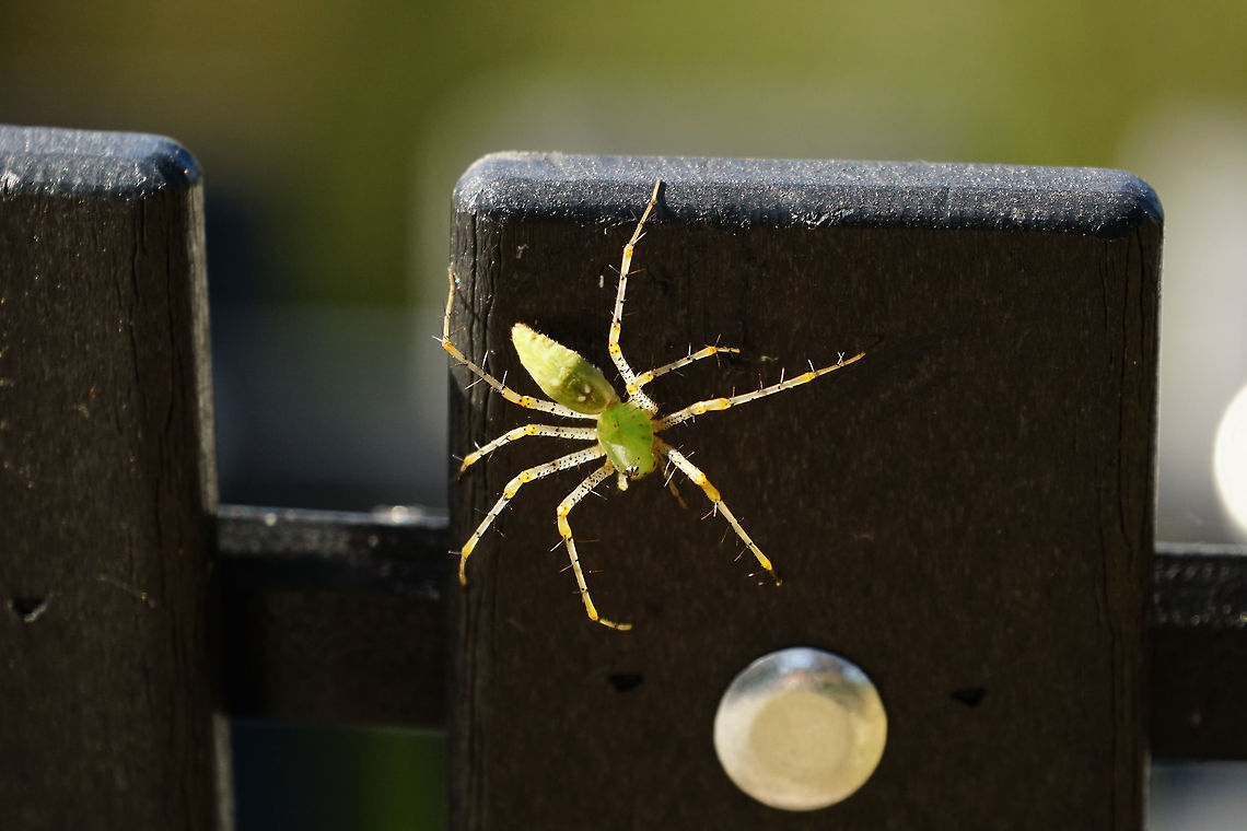 Green lynx spider (Peucetia viridans)  Animal,Arachnid,Araneae,Arthropod,Fall,Florida,Geotagged,Green Mountain Trail,Green lynx spider,Lake Apopka,Lynx spider,Nature,Orlando,Oxyopidae,Peucetia,Peucetia viridans,Spider,United States,United States of America