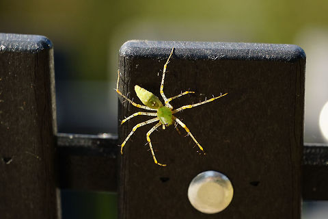 Green lynx spider (Peucetia viridans)  Animal,Arachnid,Araneae,Arthropod,Fall,Florida,Geotagged,Green Mountain Trail,Green lynx spider,Lake Apopka,Lynx spider,Nature,Orlando,Oxyopidae,Peucetia,Peucetia viridans,Spider,United States,United States of America