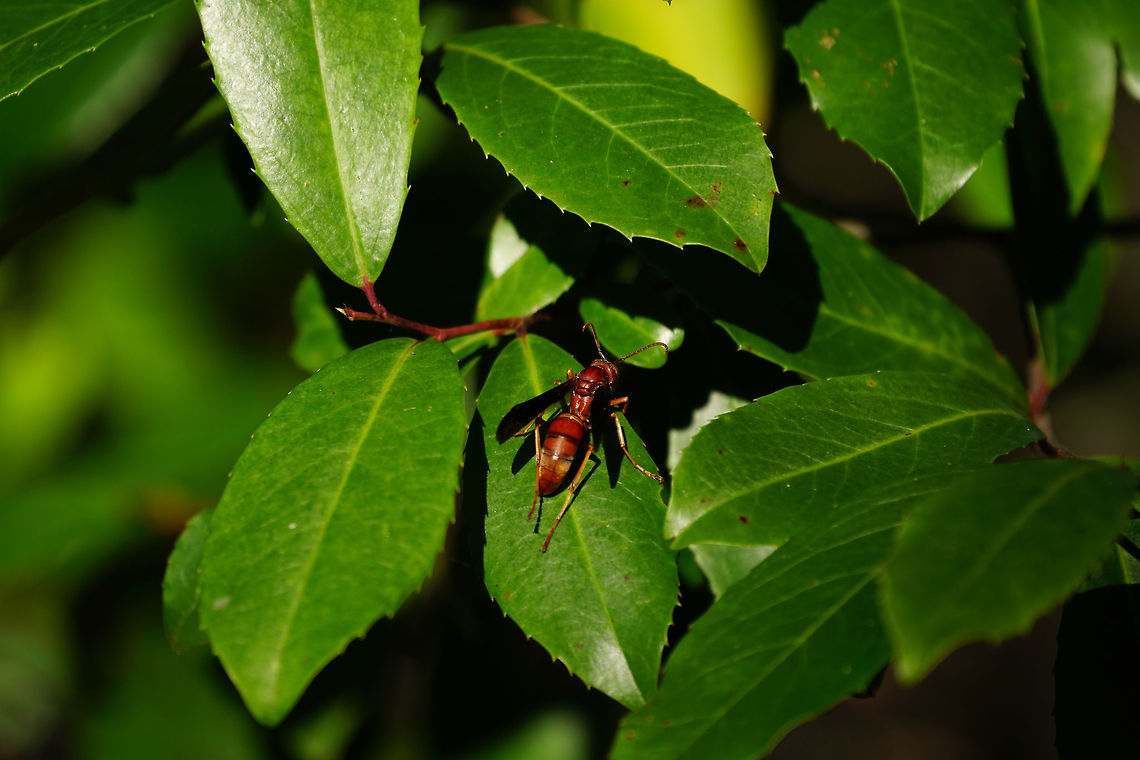 Red Paper Wasp (Polistes carolina)  Animal,Apocrita,Arthropod,Fall,Florida,Geotagged,Green Mountain Trail,Hymenoptera,Insect,Lake Apopka,Nature,Orlando,Polistes,Polistes carolina,Polistinae,Red paper wasp,United States,United States of America,Vespidae,Wasp