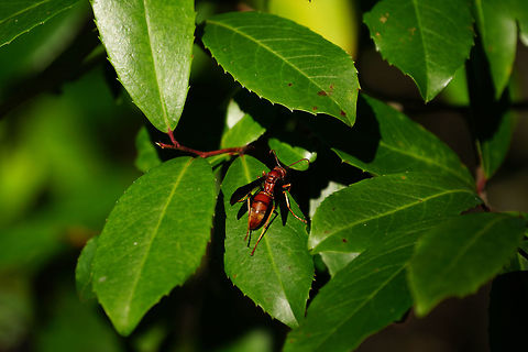 Red Paper Wasp (Polistes carolina)  Animal,Apocrita,Arthropod,Fall,Florida,Geotagged,Green Mountain Trail,Hymenoptera,Insect,Lake Apopka,Nature,Orlando,Polistes,Polistes carolina,Polistinae,Red paper wasp,United States,United States of America,Vespidae,Wasp