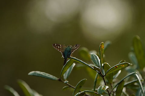 Long-tailed Skipper (Urbanus proteus) This poor fellow is missing half its tail. Animal,Arthropod,Butterfly,Fall,Florida,Geotagged,Hesperiidae,Injured,Insect,Lepidoptera,Long-tailed Skipper,Long-tailed skipper,Nature,Orlando,Skipper,Tibet-Butler Nature Preserve,United States,United States of America,Urbanus,Urbanus proteus