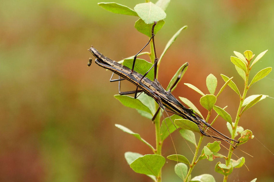 Southern two-striped Walkingstick mating pair (Anisomorpha buprestoides)  Animal,Anisomorpha,Anisomorpha buprestoides,Arthropod,Fall,Female,Florida,Geotagged,Insect,Male,Mating,Nature,Orlando,Phasmatodea,Pseudophasmatidae,Southern Two-Striped Walkingstick,Stick Insect,Tibet-Butler Nature Preserve,United States,United States of America