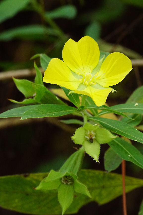 Peruvian Primrose (Ludwigia peruviana)  Angiospermae,Fall,Flowering Plant,Geotagged,Ludwigia,Ludwigia peruviana,Myrtales,Nature,Onagraceae,Peruvian Primrose Willow,Plant,United States