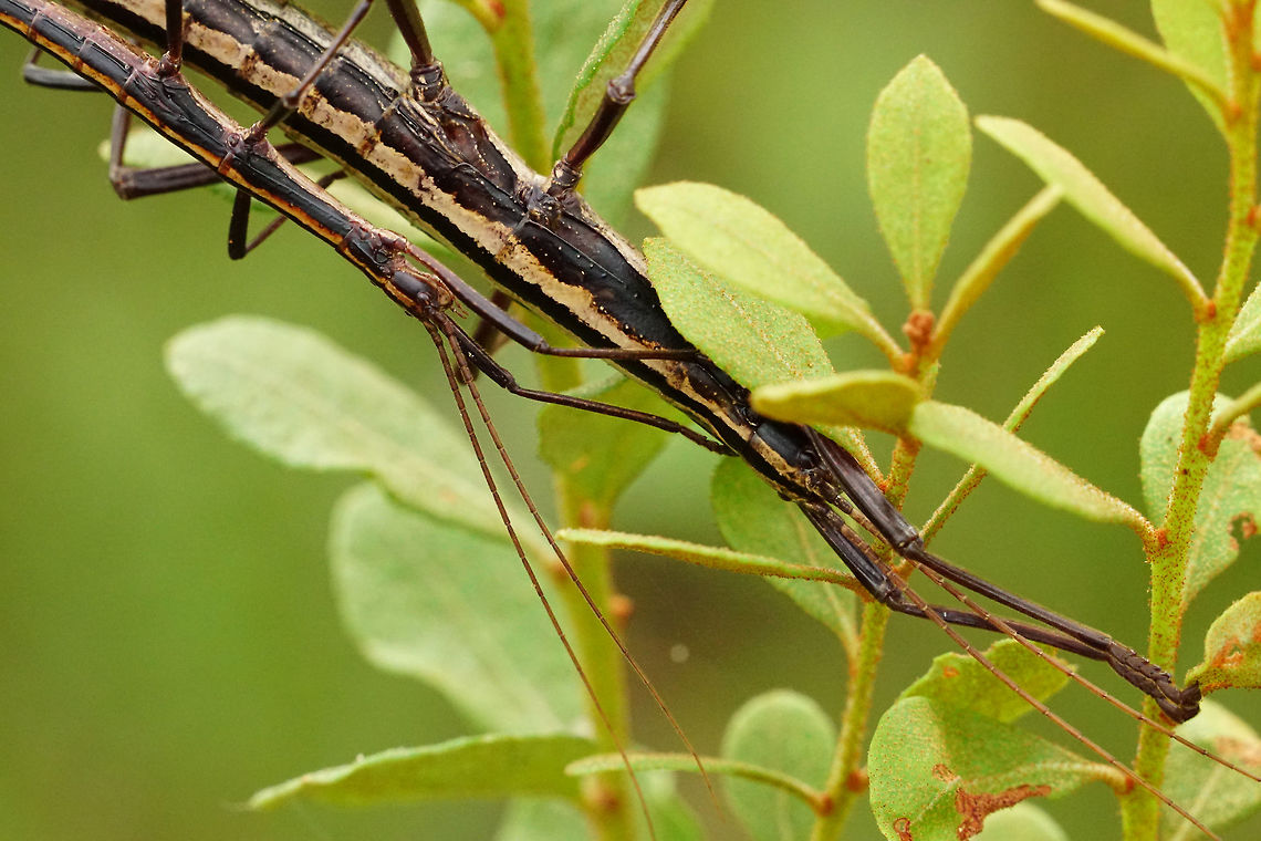 Southern two-striped Walkingstick mating pair (Anisomorpha buprestoides)  Animal,Anisomorpha,Anisomorpha buprestoides,Arthropod,Fall,Female,Florida,Geotagged,Insect,Male,Mating,Nature,Orlando,Phasmatodea,Pseudophasmatidae,Southern Two-Striped Walkingstick,Stick Insect,Tibet-Butler Nature Preserve,United States,United States of America