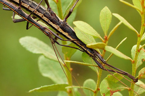 Southern two-striped Walkingstick mating pair (Anisomorpha buprestoides)  Animal,Anisomorpha,Anisomorpha buprestoides,Arthropod,Fall,Female,Florida,Geotagged,Insect,Male,Mating,Nature,Orlando,Phasmatodea,Pseudophasmatidae,Southern Two-Striped Walkingstick,Stick Insect,Tibet-Butler Nature Preserve,United States,United States of America